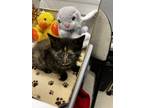 Adopt Eloise a Domestic Shorthair / Mixed cat in Cornwall, ON (41490091)