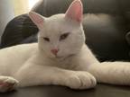 Adopt Albus Maximus a White Turkish Van (medium coat) cat in Denver