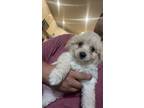 Adopt Stacy a Tan/Yellow/Fawn Maltipoo / Mixed dog in Hickory Creek