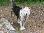 Adopt Allie a Australian Cattle Dog / Sheltie, Shetland Sheepdog / Mixed dog in