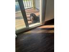 Adopt Bruno a Black Havanese / Bernese Mountain Dog / Mixed dog in Fargo