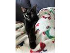 Adopt Murphy a All Black American Shorthair / Mixed (short coat) cat in Long