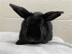 Adopt *KRAMPUS a Other/Unknown / Mixed (short coat) rabbit in Fairbanks