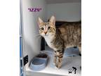 Adopt Izzy a Tiger Striped Domestic Shorthair (short coat) cat in Centerville