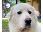 Adopt Misti a White Great Pyrenees / Mixed dog in Portland, OR (41541009)