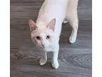 Adopt Albert #rambunctious-playmate a Cream or Ivory (Mostly) Siamese / Mixed