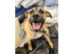 Adopt Tito Rico a Black Mouth Cur / Mixed dog in Rockaway, NJ (41495481)
