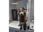 Adopt Asher a Gray or Blue Domestic Mediumhair (medium coat) cat in Centerville