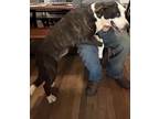 Adopt River a Brindle - with White American Pit Bull Terrier / Great Dane /