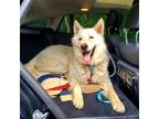 Adopt King a White German Shepherd Dog / Mixed dog in Hoffman Estates