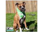Adopt Magnus a Tan/Yellow/Fawn Boxer / Mixed dog in Woodinville, WA (41541017)