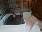 Adopt Hutchinson a All Black Domestic Shorthair / Mixed (short coat) cat in