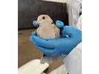 Adopt Walter(9) a Dove bird in Kelowna, BC (41511462)