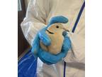 Adopt Quincy(10) a Dove bird in Kelowna, BC (41511461)