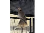 Adopt Henrietta(14) a Dove bird in Kelowna, BC (41539492)