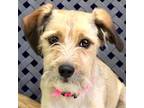 Adopt Mj a Terrier (Unknown Type, Medium) / Mixed dog in Fort Davis