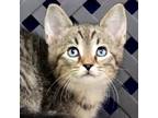 Adopt Stallone a Domestic Shorthair / Mixed cat in Fort Davis, TX (41540859)