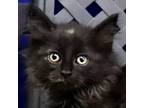 Adopt Winona a Domestic Mediumhair / Mixed cat in Fort Davis, TX (41540857)