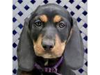 Adopt Meg a Basset Hound / Labrador Retriever / Mixed dog in Fort Davis