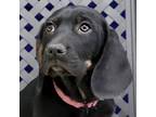Adopt Aurora a Basset Hound / Labrador Retriever / Mixed dog in Fort Davis