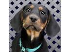 Adopt Elsa a Basset Hound / Labrador Retriever / Mixed dog in Fort Davis