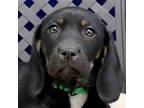 Adopt Tiana a Basset Hound / Labrador Retriever / Mixed dog in Fort Davis