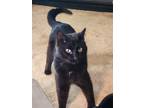 Adopt Maverick a Black (Mostly) Domestic Shorthair / Mixed (medium coat) cat in