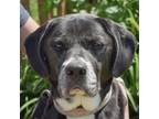 Adopt Maci a Black - with White Labrador Retriever / Mixed dog in Huntley