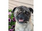 Adopt Russell a Pug / Mixed dog in Neillsville, WI (41540890)