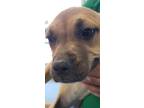 Adopt Sweetiepie* a Brown/Chocolate Boxer / American Staffordshire Terrier dog
