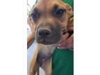 Adopt Buttercup* a Brown/Chocolate Boxer / American Staffordshire Terrier dog in