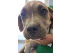 Adopt Cameron* a Brown/Chocolate Boxer / American Staffordshire Terrier dog in