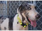 Adopt Wednesday a Merle Great Dane dog in Kingman, AZ (41540844)
