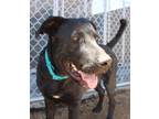 Adopt Tai a Black Labrador Retriever dog in Kingman, AZ (41540843)