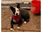 Adopt Spot a Black American Staffordshire Terrier dog in Kingman, AZ (41540841)