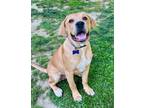 Adopt Gunner a Red/Golden/Orange/Chestnut Labrador Retriever / Mixed dog in