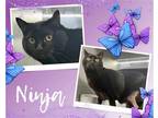 Adopt Ninja a All Black Domestic Shorthair / Mixed cat in Hamilton