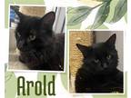 Adopt Arold a All Black Domestic Mediumhair / Mixed cat in Hamilton