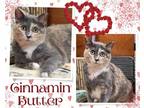 Adopt Cinnamin Butter a Calico or Dilute Calico Domestic Shorthair / Mixed cat