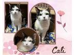 Adopt Cali a Calico or Dilute Calico Domestic Shorthair / Mixed cat in Hamilton