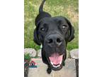 Adopt Remington a Great Dane / Mixed dog in Bullard, TX (41489106)