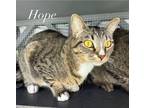 Adopt Hope a Domestic Shorthair / Mixed (short coat) cat in Fallbrook