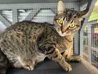 Adopt Dillon a Domestic Shorthair / Mixed (short coat) cat in Fallbrook