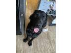 Adopt Merlin a Black Munsterlander / Labrador Retriever / Mixed dog in