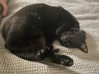 Adopt Maxx a All Black Bombay / Mixed (short coat) cat in Fort Collins