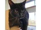 Adopt Jax a Domestic Shorthair / Mixed cat in Des Moines, IA (41513683)