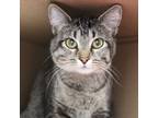 Adopt Willow a Domestic Shorthair / Mixed cat in Des Moines, IA (41507837)