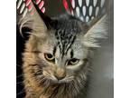 Adopt Foxxie a Domestic Longhair / Mixed cat in Des Moines, IA (41534300)