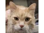 Adopt Mufasa a Domestic Longhair / Mixed cat in Des Moines, IA (41532838)