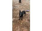 Adopt Diesel a Black German Shepherd Dog / Mixed dog in Grass Valley